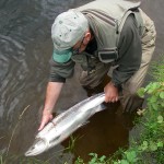 Returning an Earn salmon