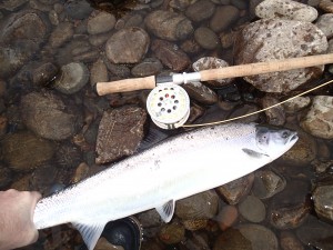 March Tummel springer